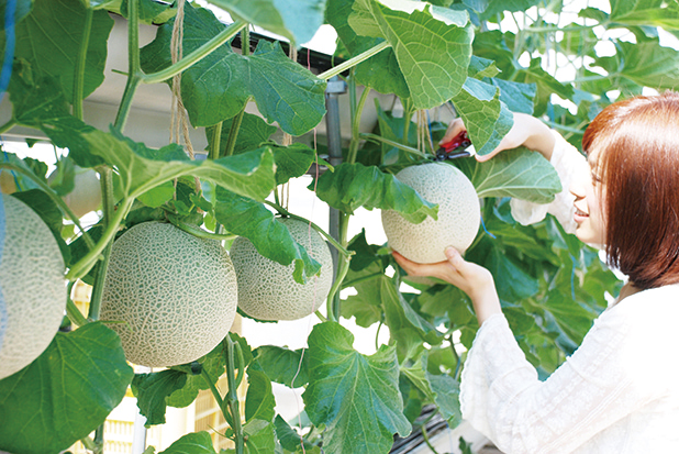 【6/6-9/23】蒲郡オレンジパークでメロン狩り(1玉お土産)+うなぎ釜めしプラン メロン試食1/4付き+ソフトクリーム付き