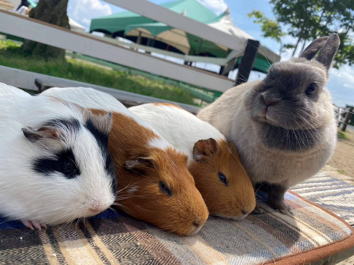 【9/1-11/15】ひるがの高原　牧歌の里でBBQぼっかセットランチと動物のおやつあげ体験